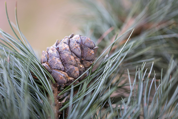 Probst Saunabau | Saunainfos | Holzlexikon | Holzarten | Baum | Arve Zirbel