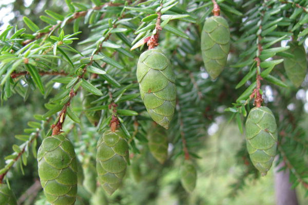 Probst Saunabau | Saunainfos | Holzlexikon | Holzarten | Baum | Hemlock Tanne