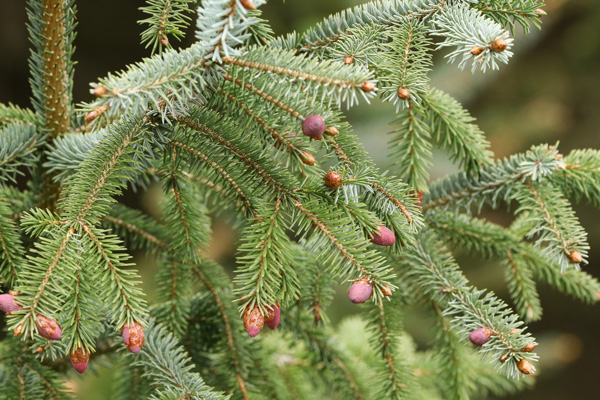 Probst Saunabau | Saunainfos | Holzlexikon | Holzarten | Baum | Weisstanne